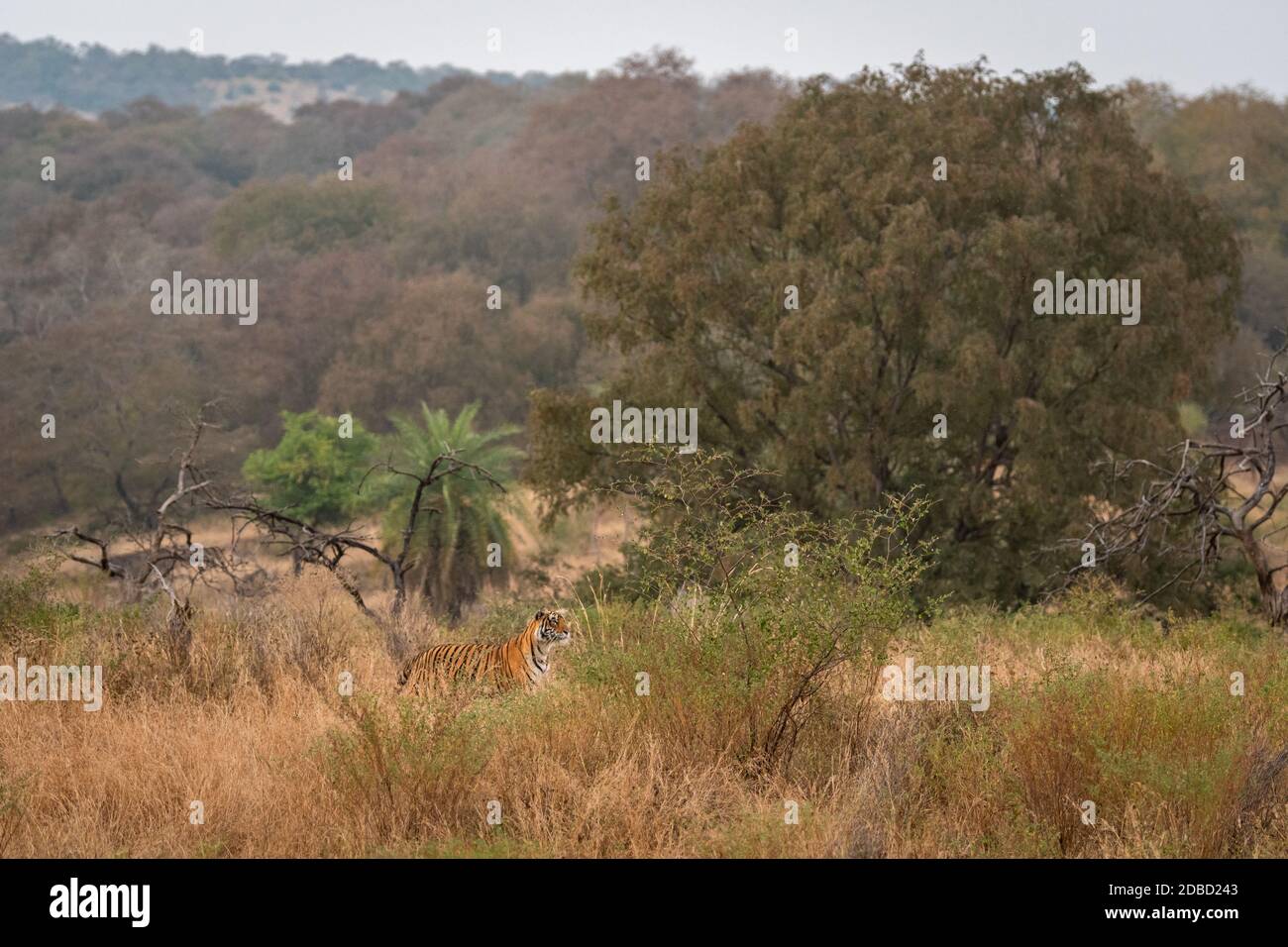 Wild royal bengal tiger hunting ground. An apex preadator in search of