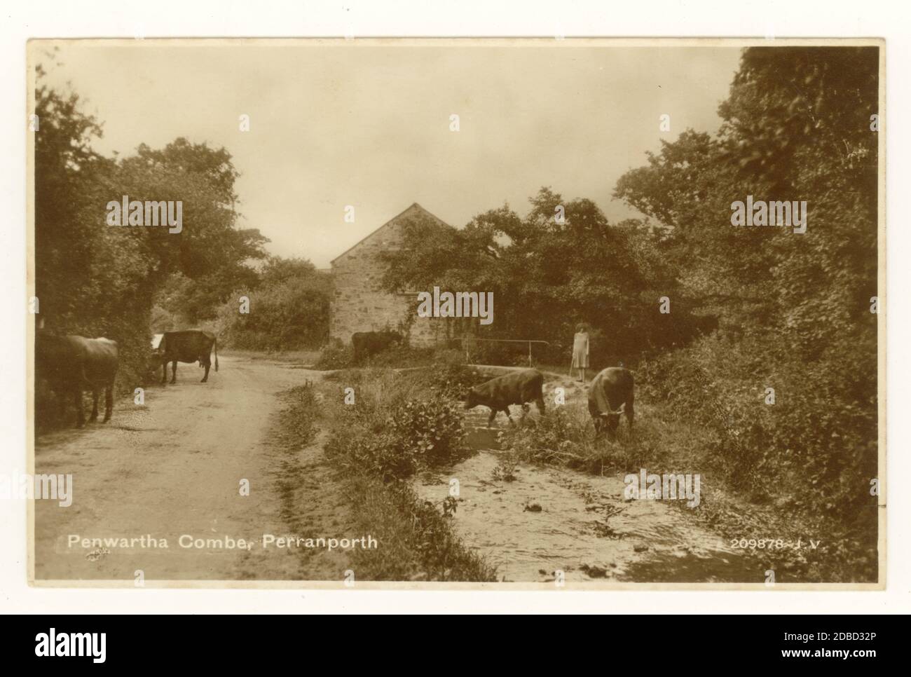 Early 1900's postcard of Penwartha Coombe, at the ford near Bolingey, cattle crossing stream, circa 1960's. Stock Photo