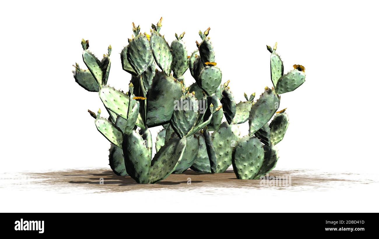 Prickly pear cactus on white background Stock Photo