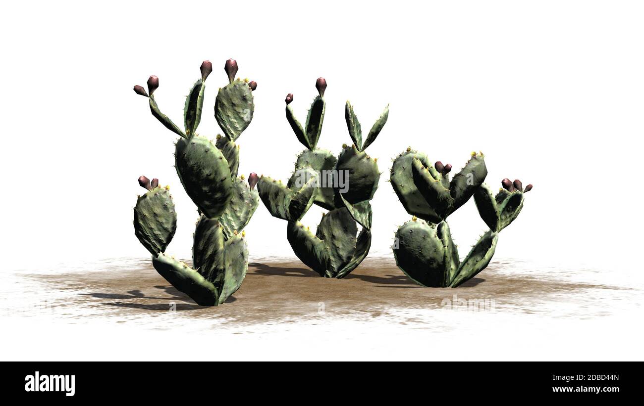 Prickly pear cactus on white background Stock Photo - Alamy