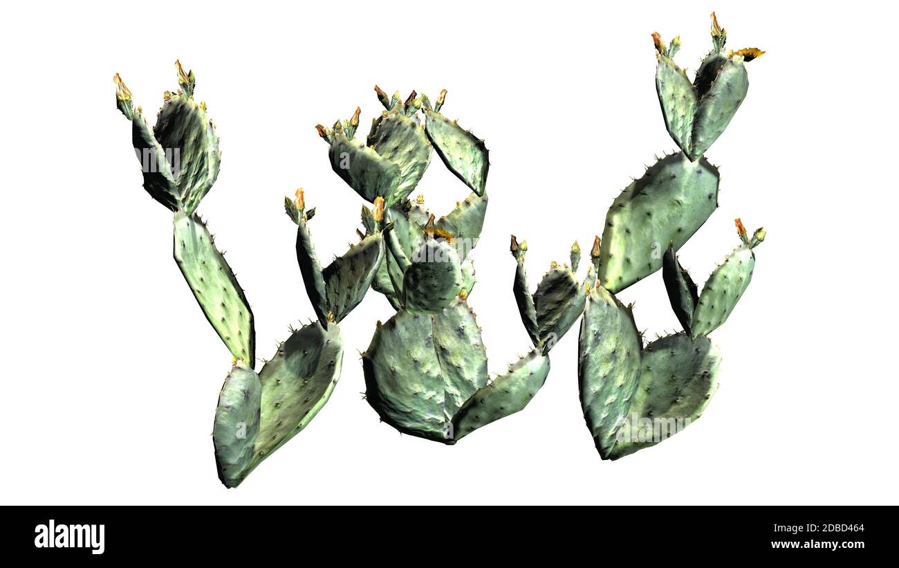 Prickly pear cactus on white background Stock Photo - Alamy