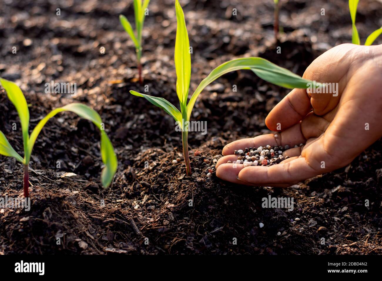 Manure fertilizer in the hands of men pouring on the soil to grow