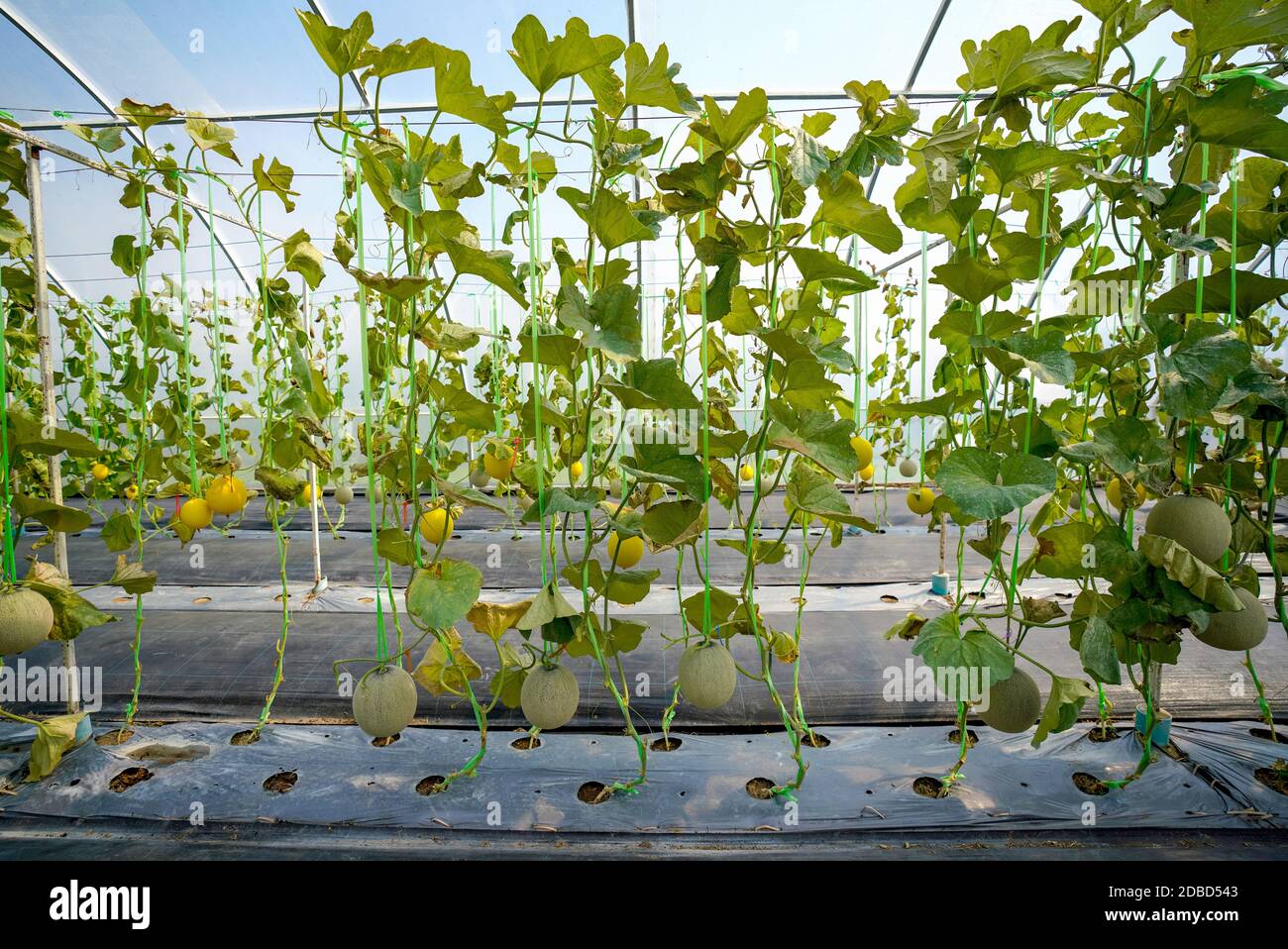 Cantaloupe melon growing in organic greenhouse farm Stock Photo Alamy