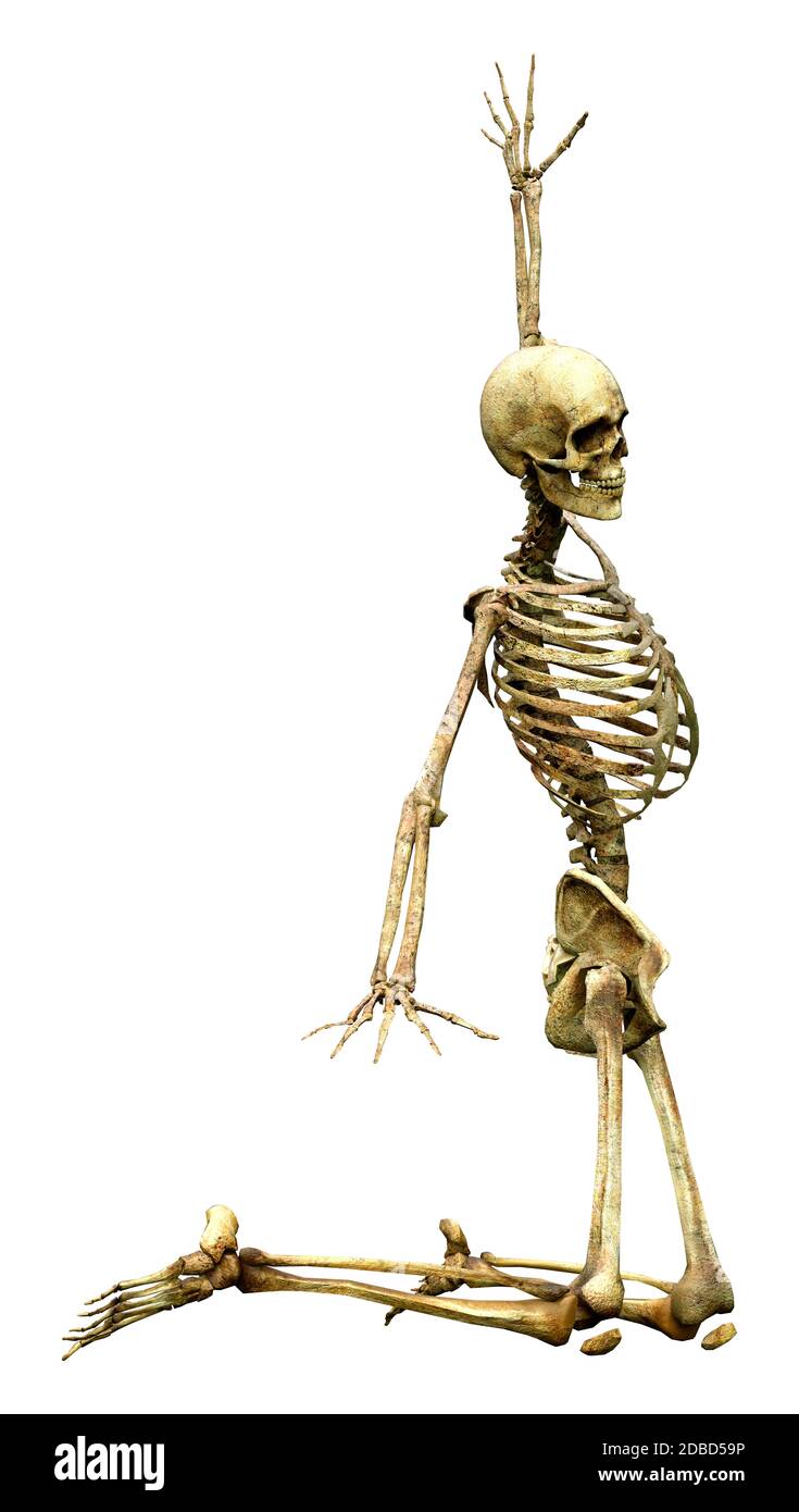 3D rendering of a human skeleton isolated on white background Stock ...