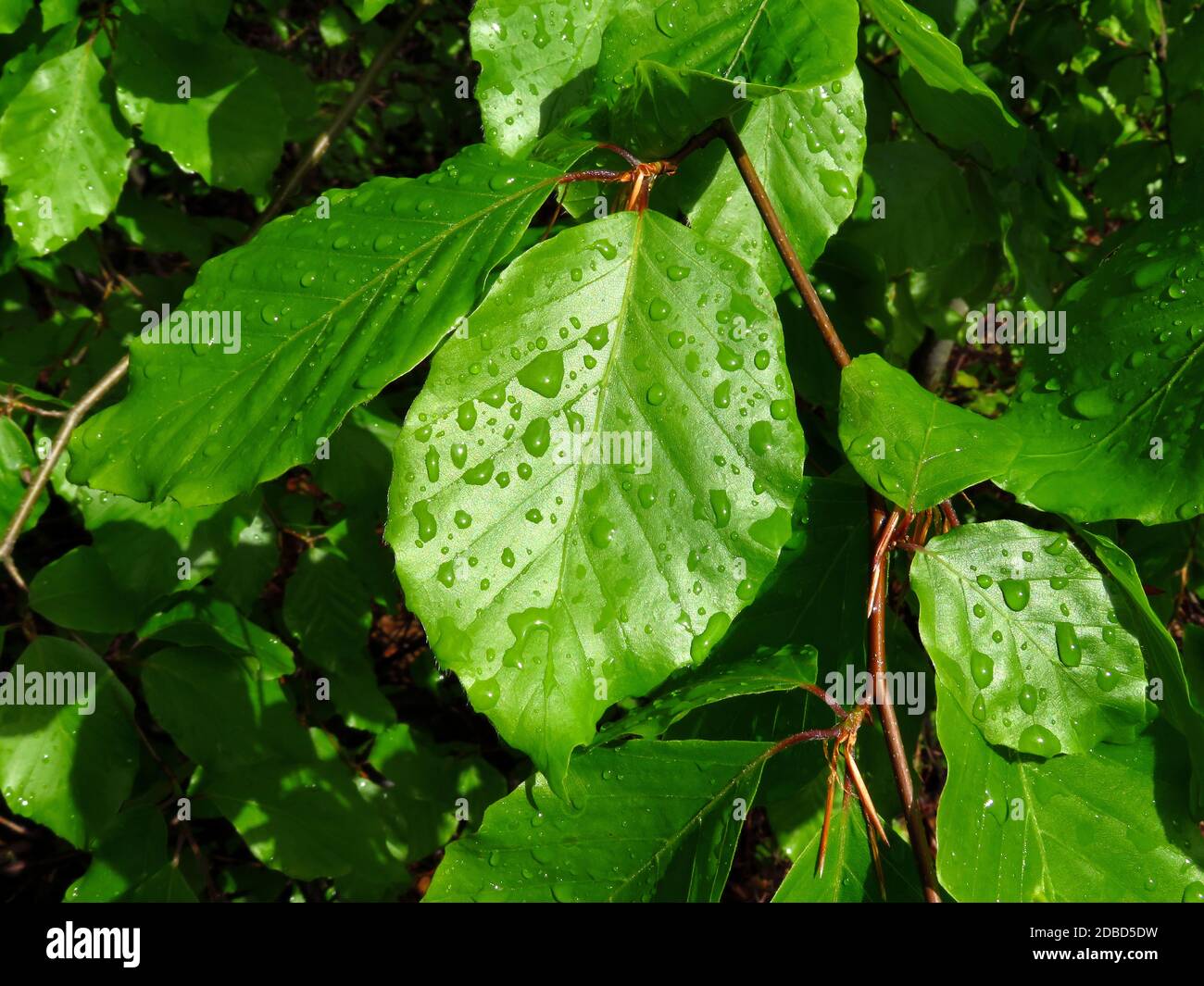 Beech leaves in spring hi-res stock photography and images - Alamy
