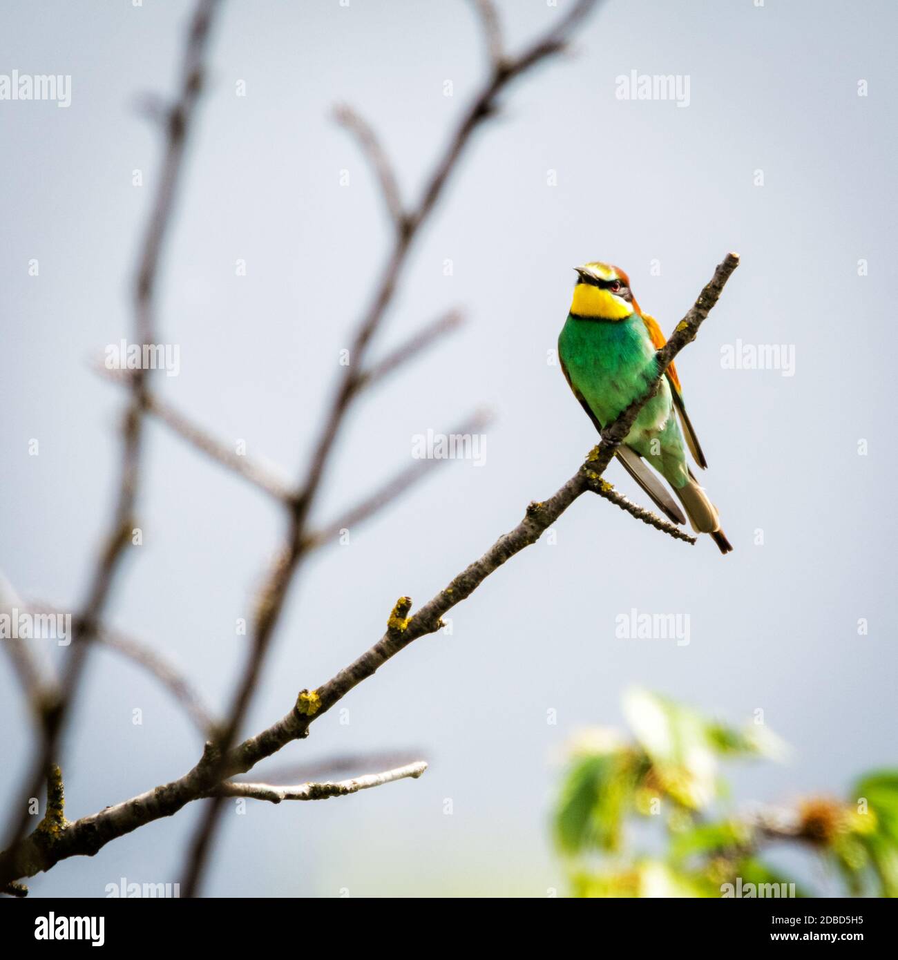 Bee-eater bird on a branch sitting Stock Photo