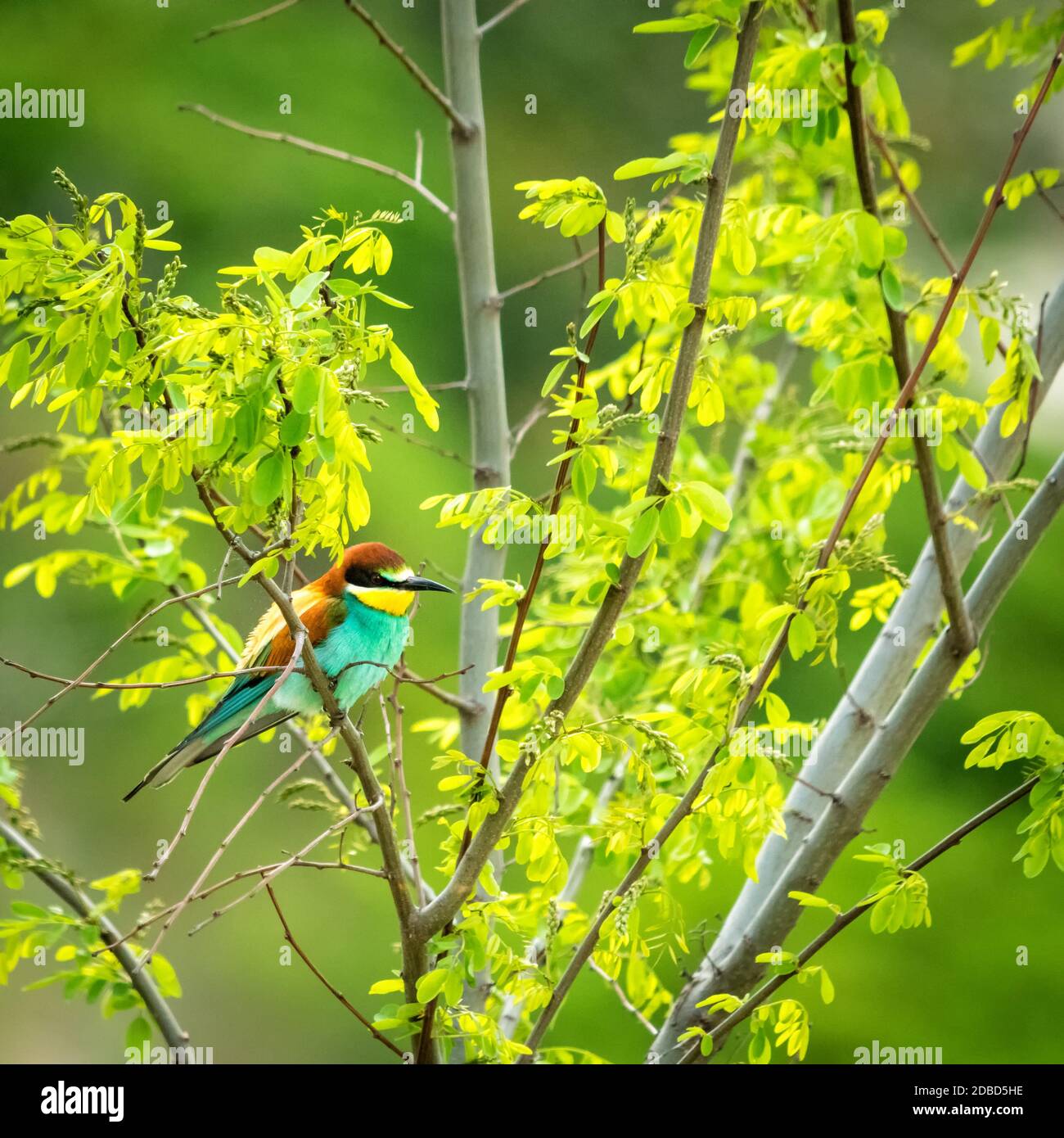 Bee-eater bird on a branch sitting Stock Photo