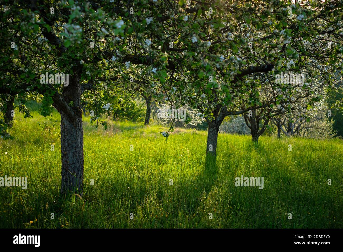 Fruit tree meadow in spring hi-res stock photography and images - Alamy