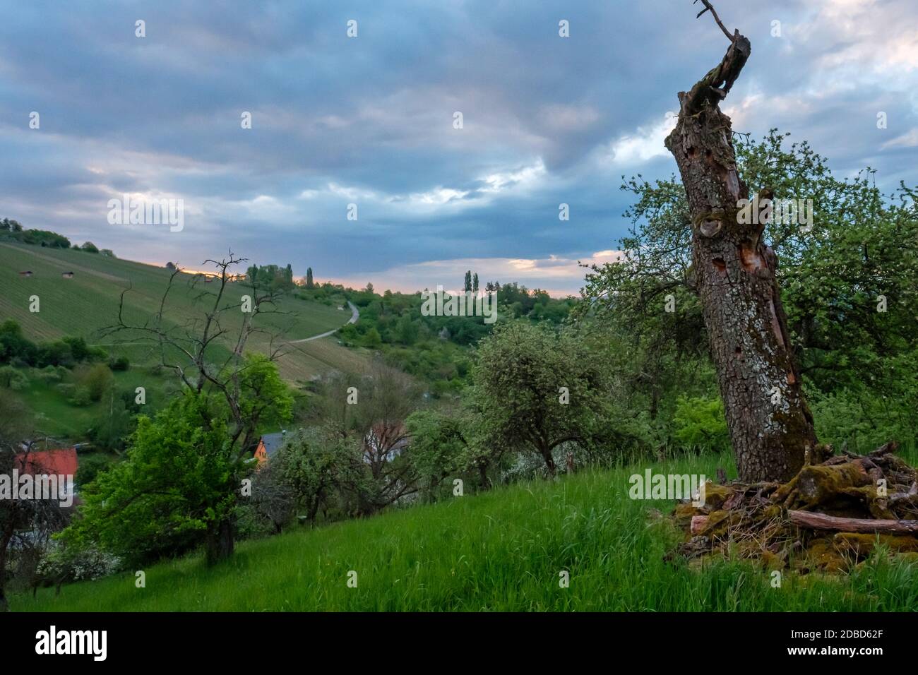 Dead tree trunk landscape with grey clouds in spring Stock Photo