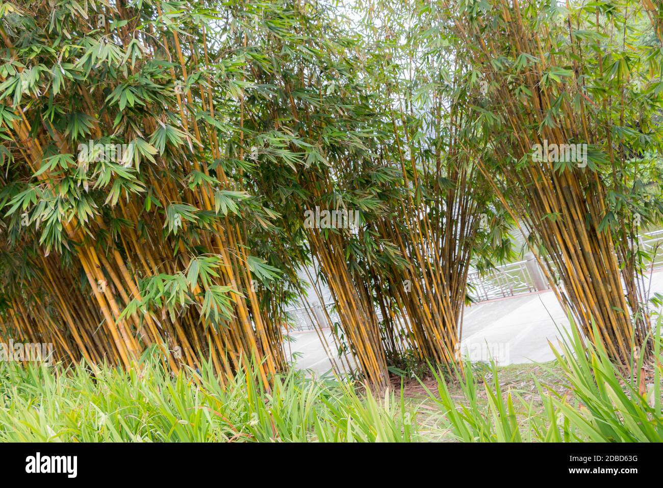 Green and yellow bamboo plants in the Bamboo Playhouse in the Perdana