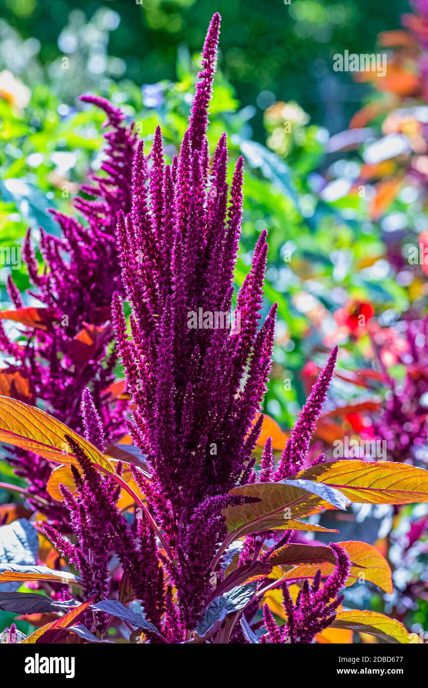 Amaranthus hypochondriacus is an ornamental plant known as Prince-of-Wales feather or prince's-feather endemic to Mexico Stock Photo