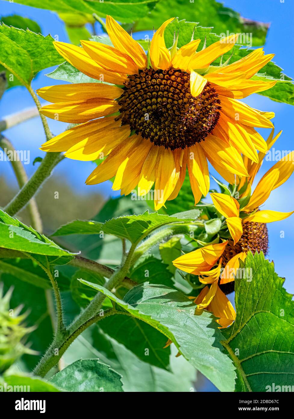 Helianthus annuus known as the common sunflower Stock Photo Alamy