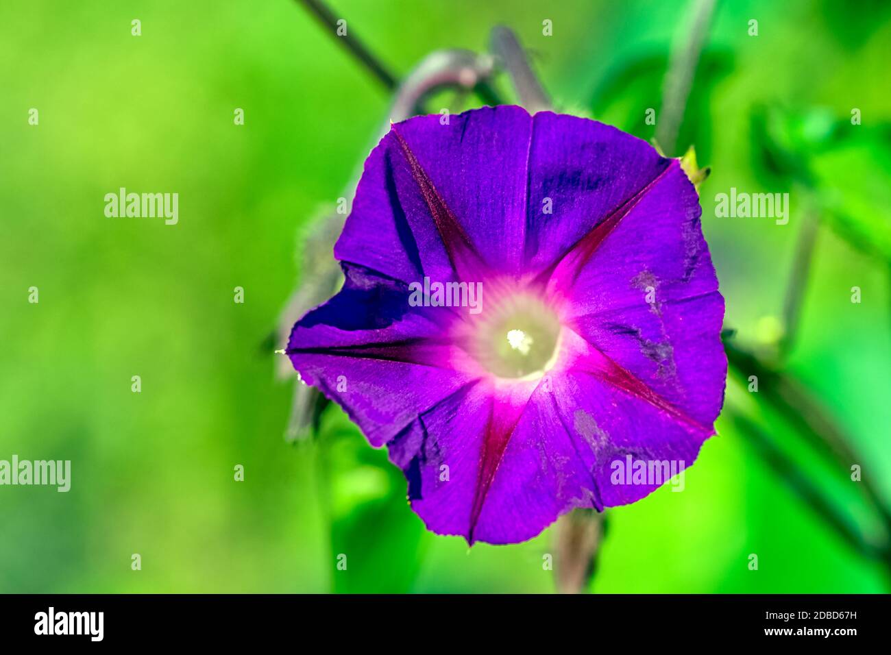 Ipomoea indica known as blue or oceanblue morning glory, koali awa, and blue dawn flower Stock Photo