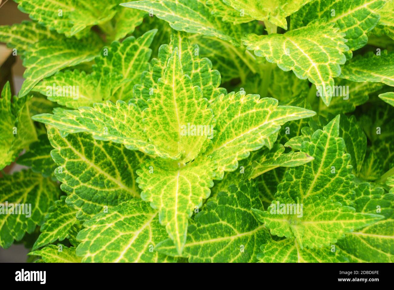 Green and yellow leaves of the coleus plant, Plectranthus scutellarioides Stock Photo