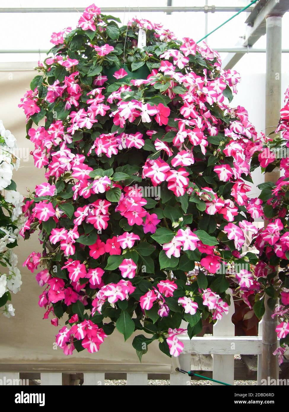 pink impatiens, scientific name Impatiens walleriana flowers also