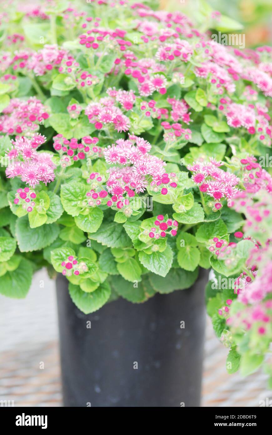 Ageratum, pink ageratum, pink pot plants in the black tray. Stock Photo