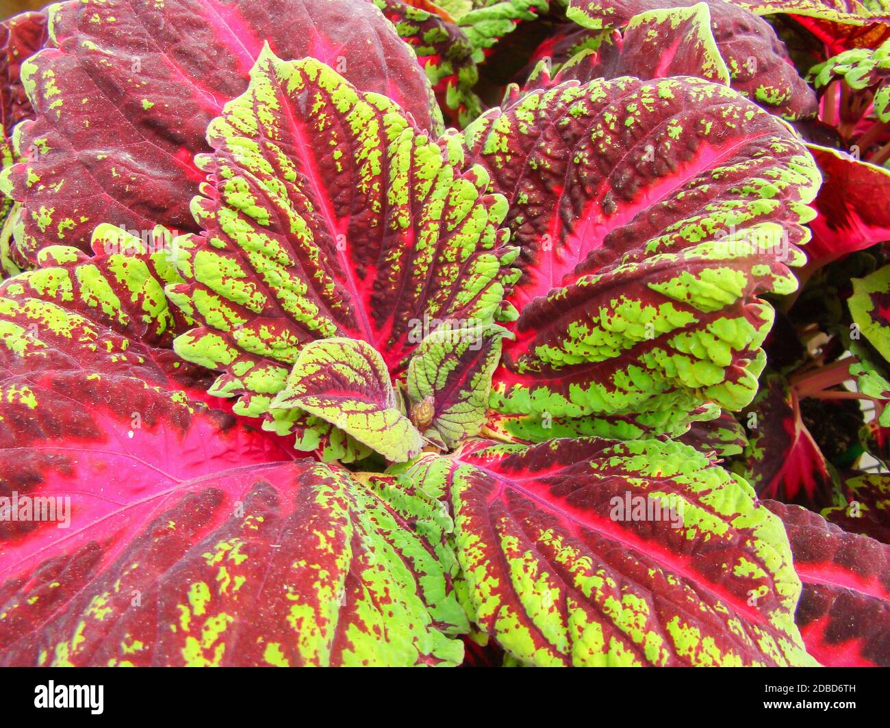 Red and green leaves of the coleus plant, Plectranthus scutellarioides Stock Photo