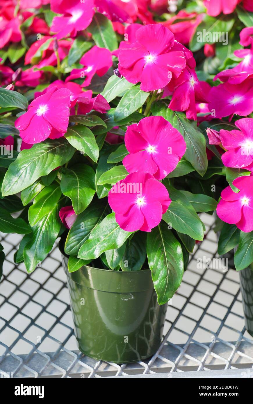 foliage vinca flowers, rose vinca flowers (madagascar periwinkle