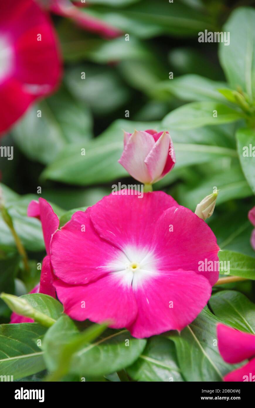 foliage vinca flowers, rose vinca flowers (madagascar periwinkle), potted vinca Stock Photo Alamy