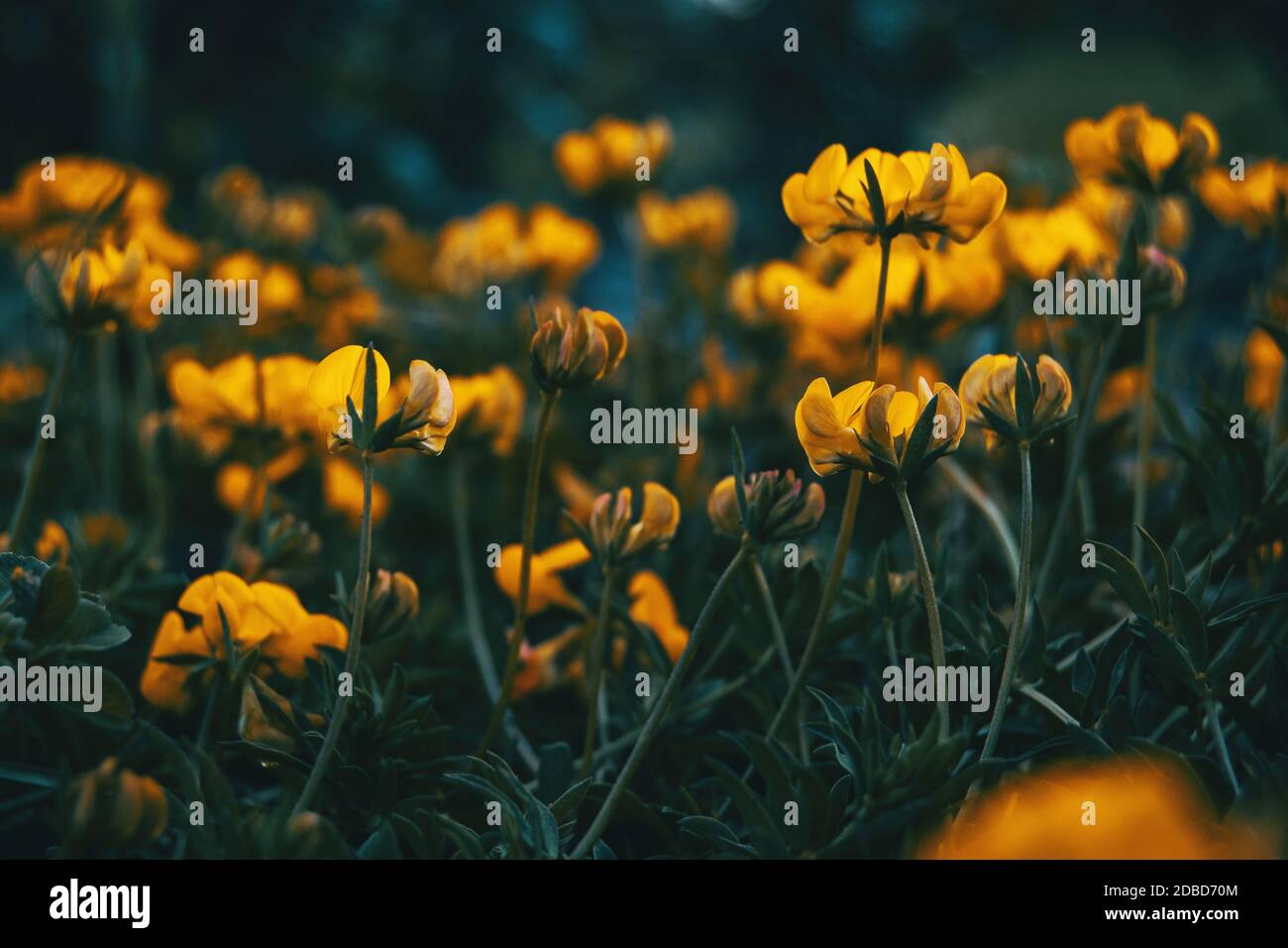 Close-up of some yellow flowers of medicago arborea growing in nature Stock Photo