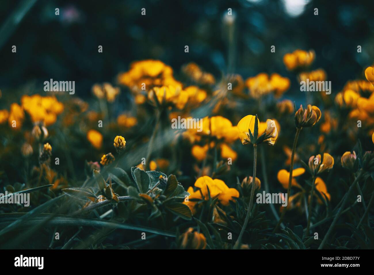 Close-up of some yellow flowers of medicago arborea growing in nature Stock Photo