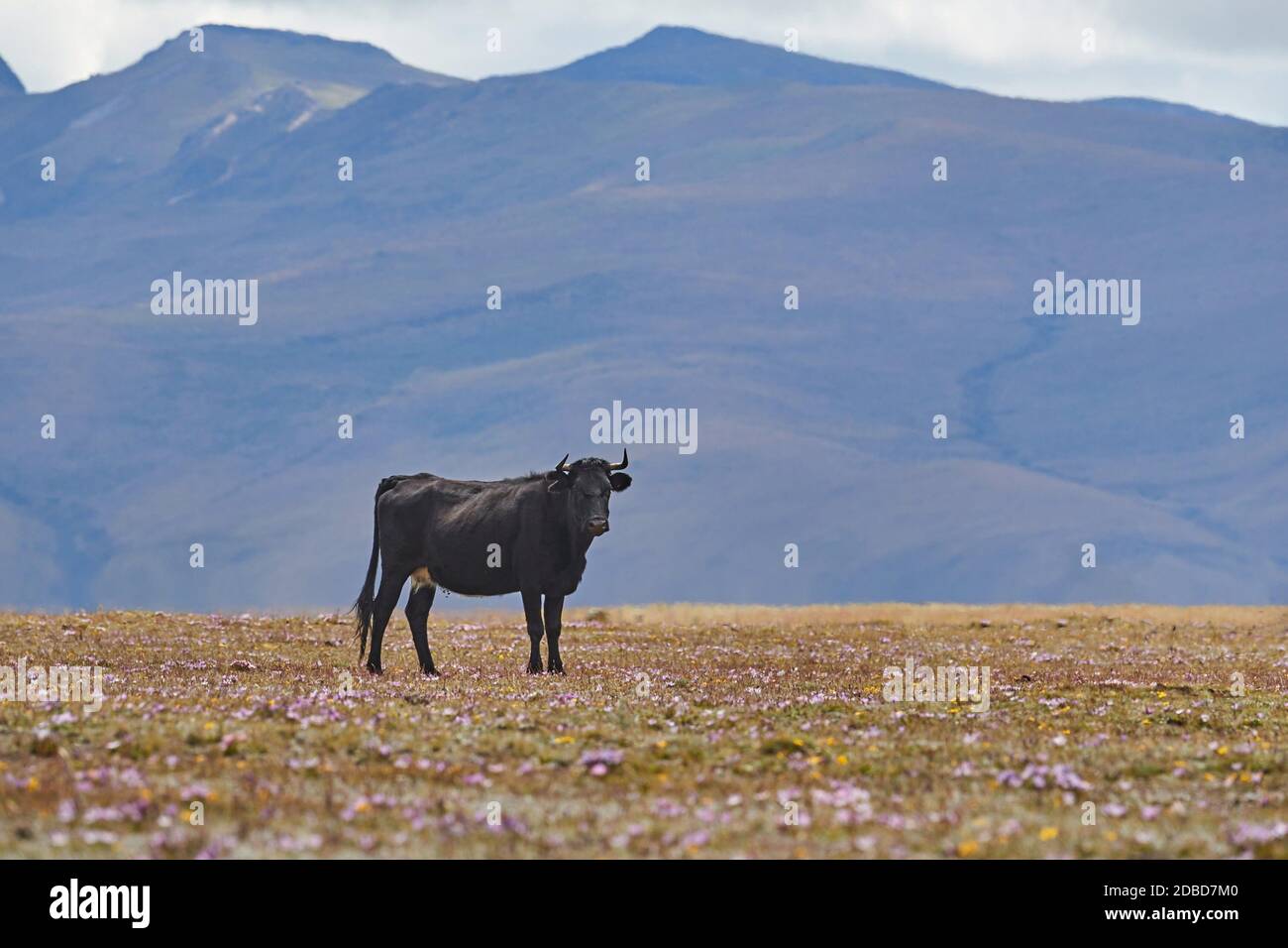 Cattle bull and cow standing a plain through heat haze atmospheric ...