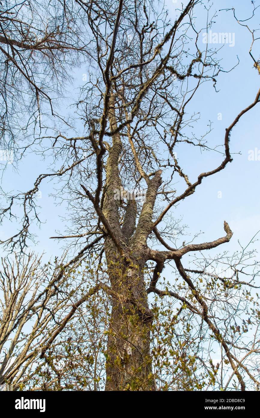 Old dried tree against the evening blue sky Stock Photo