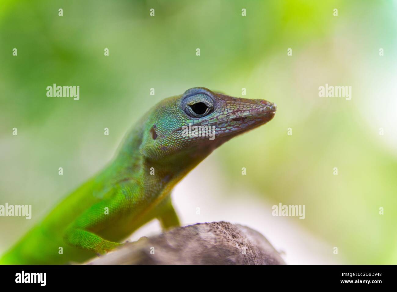 Anolis Marmoratus Speciosus lizard in Basse-Terre, Guadeloupe Stock Photo