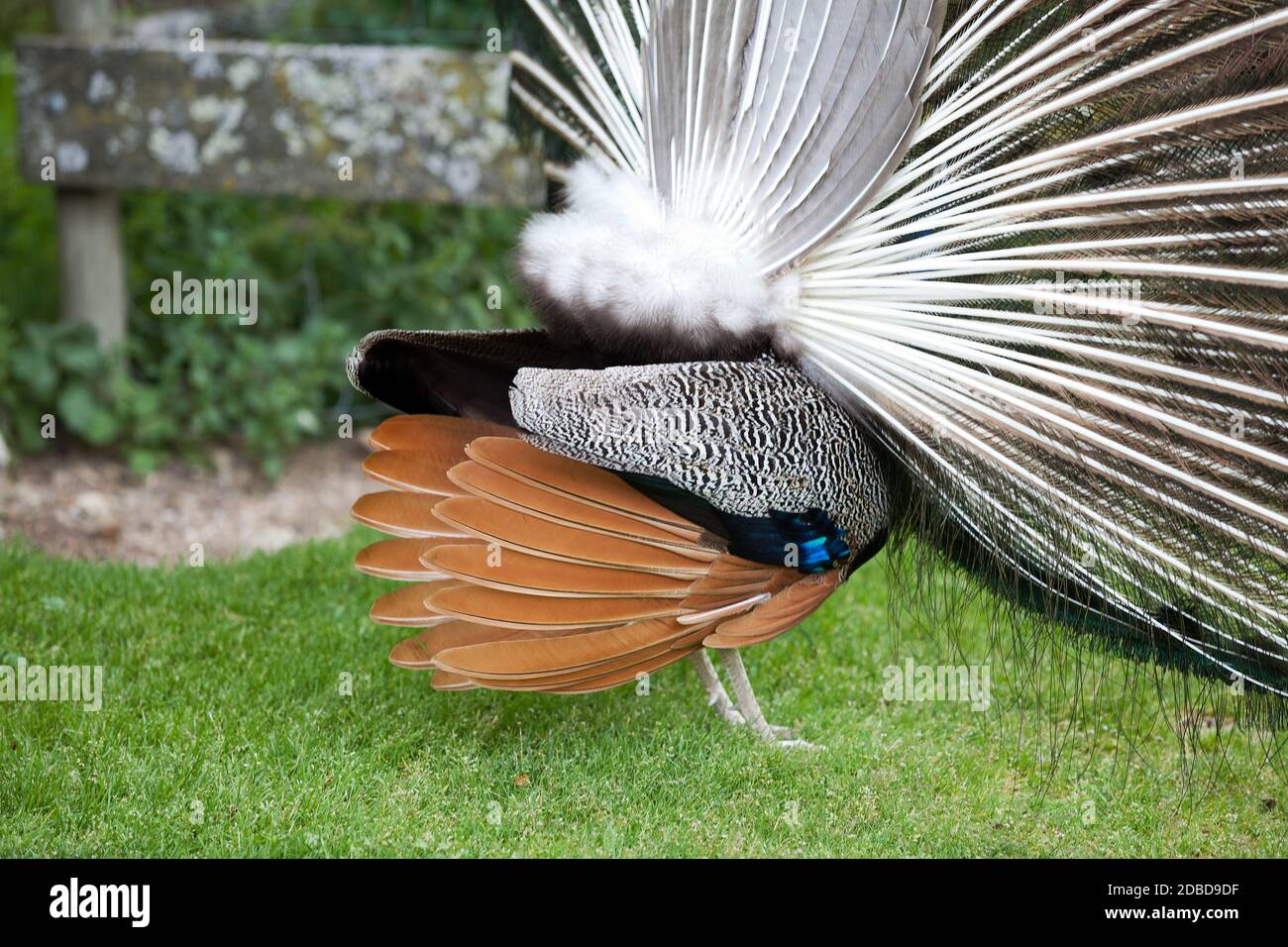peacock showing its beautiful feathers, seen from behind Stock Photo