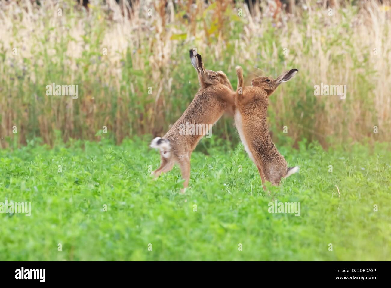 Hares crops hires stock photography and images Alamy