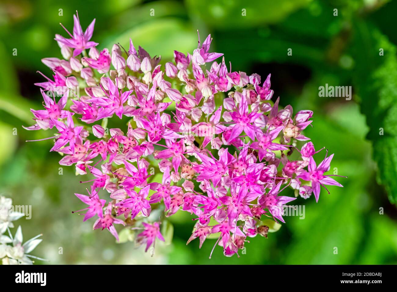 Hylotelephium spectabile known as Sedum spectabile, showy stonecrop, ice plant and butterfly stonecrop Stock Photo