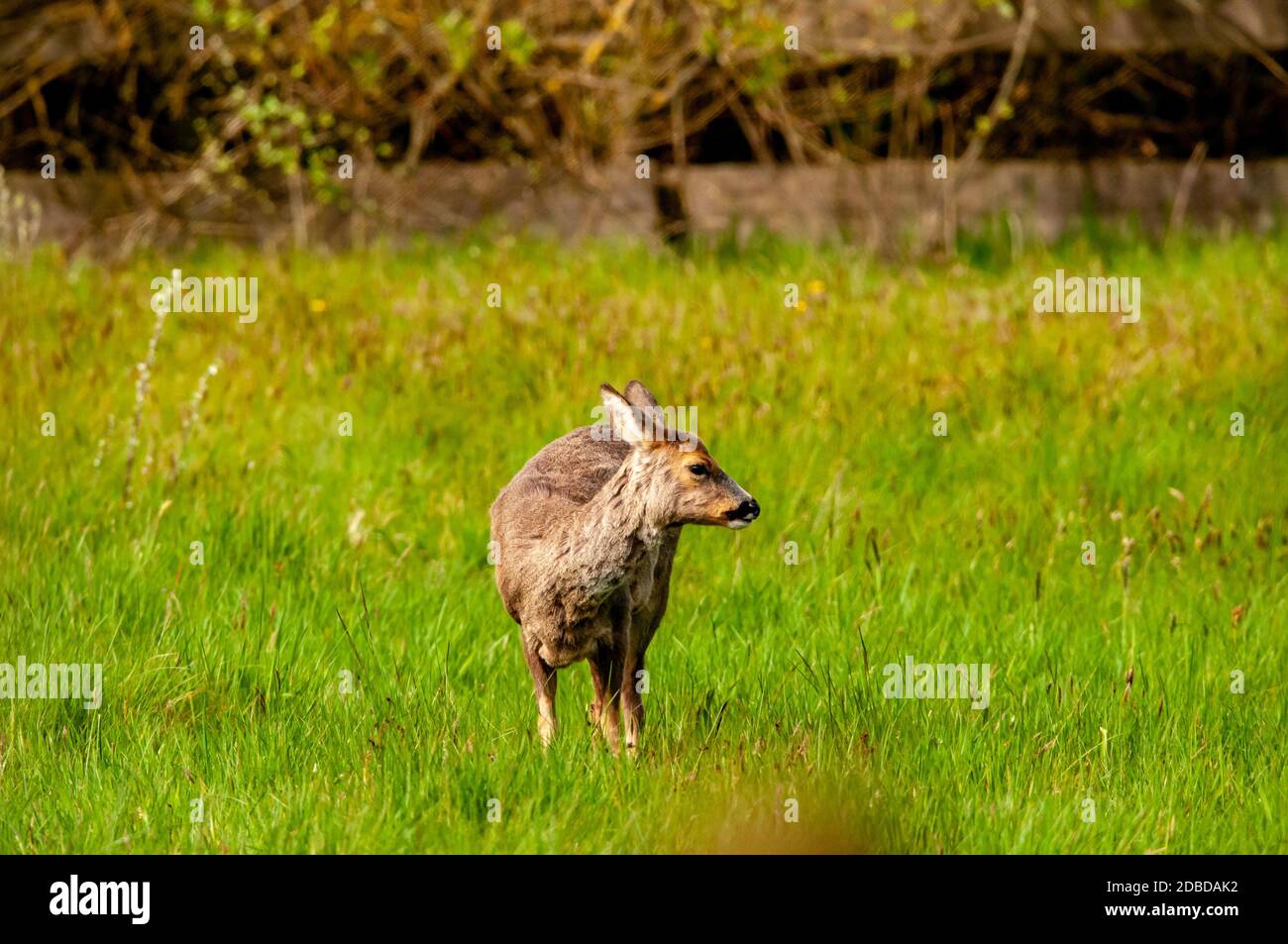 Red deer Stock Photo