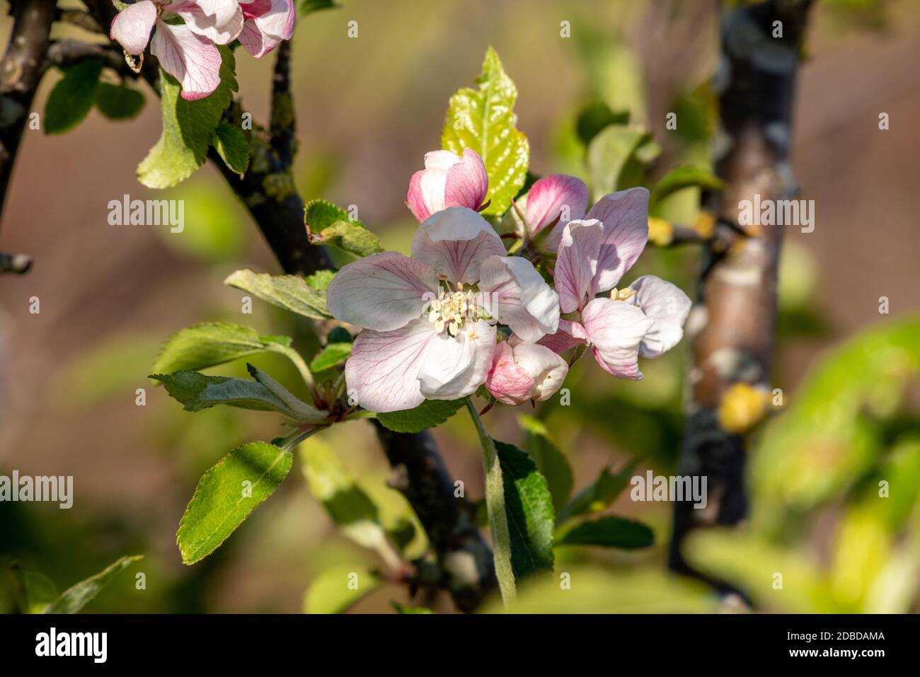 Crab apple blossom Stock Photo
