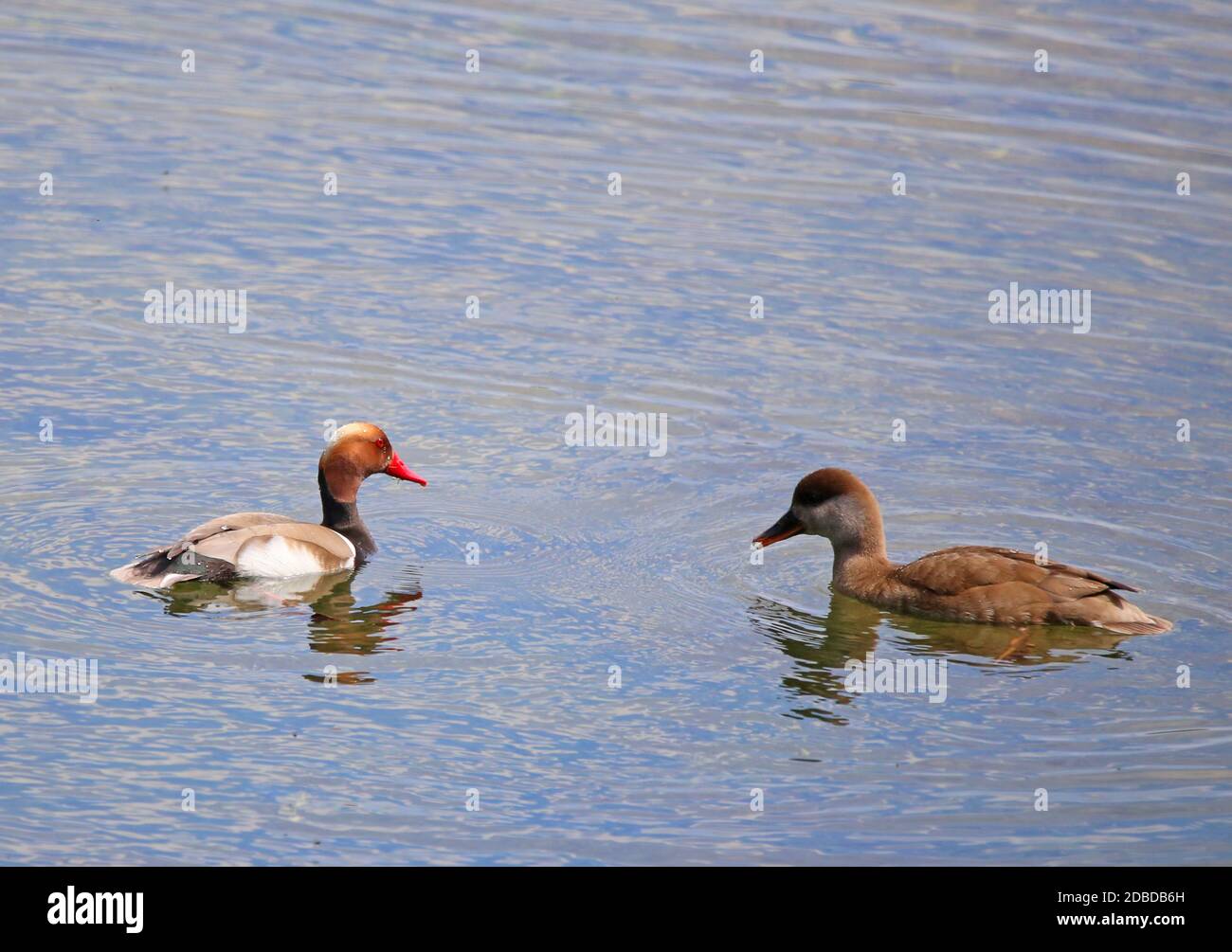 Male and female piston duck Netta rufina Stock Photo
