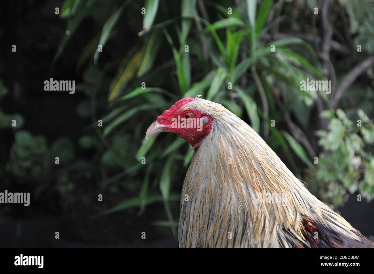 rooster in the Philippines Stock Photo Alamy