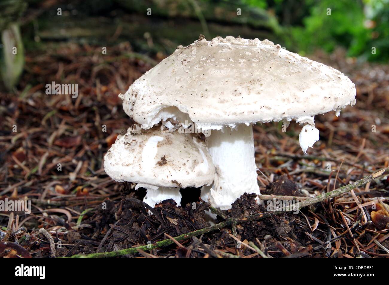 large and small mushroom called parasol on the forest floor  3 Stock Photo