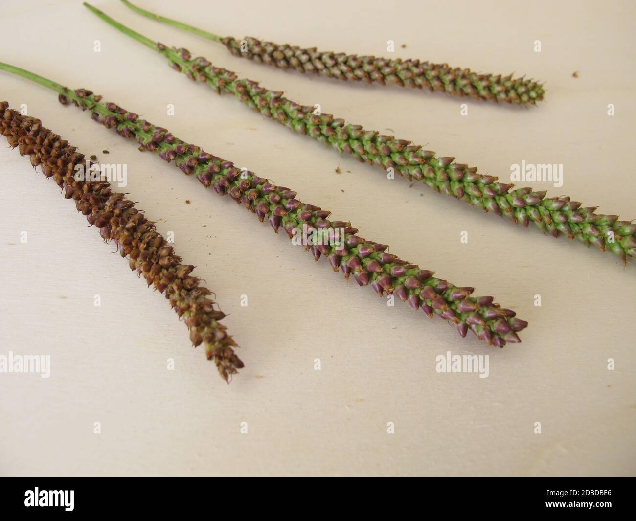 Greater plantain edible seeds in an inflorescence, Plantago major Stock