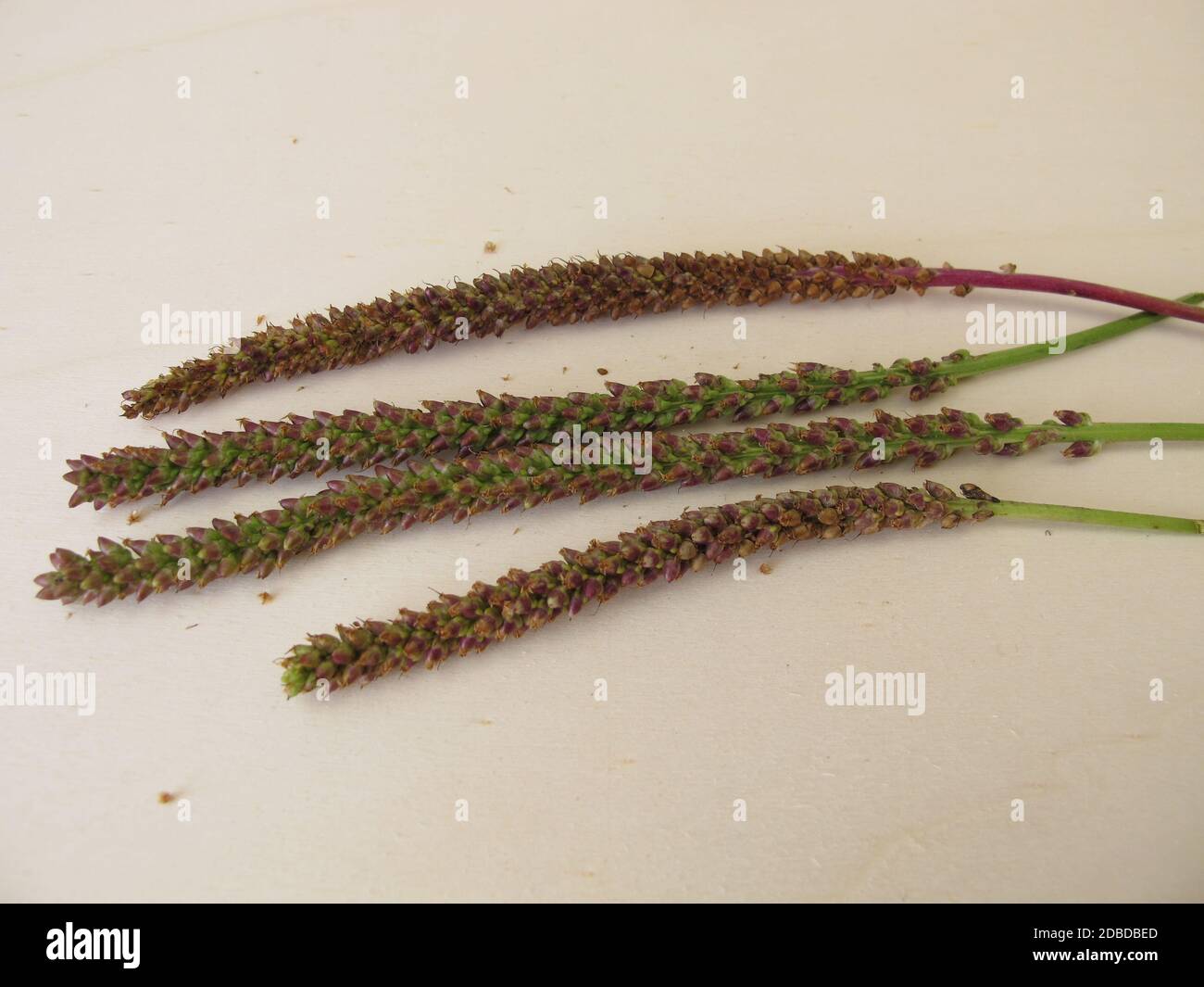 Greater plantain edible seeds in an inflorescence, Plantago major Stock Photo