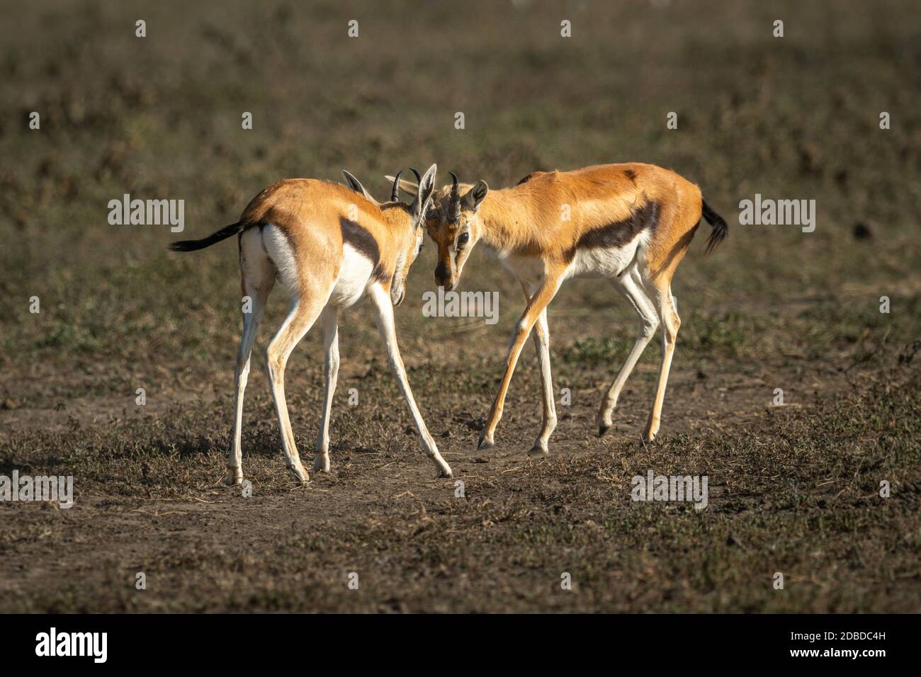 Two Thomson gazelle fighting on grassy plain Stock Photo