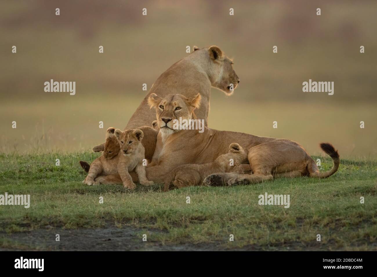 Two lionesses lie and sit with cubs Stock Photo