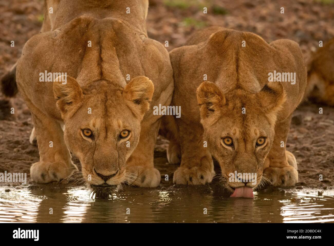 Two lionesses lie drinking from water hole Stock Photo