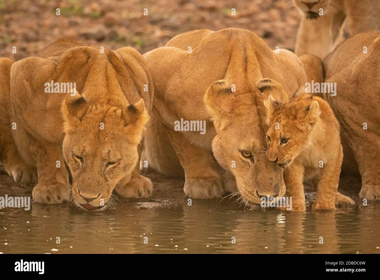 Two lionesses lie drinking water by cub Stock Photo