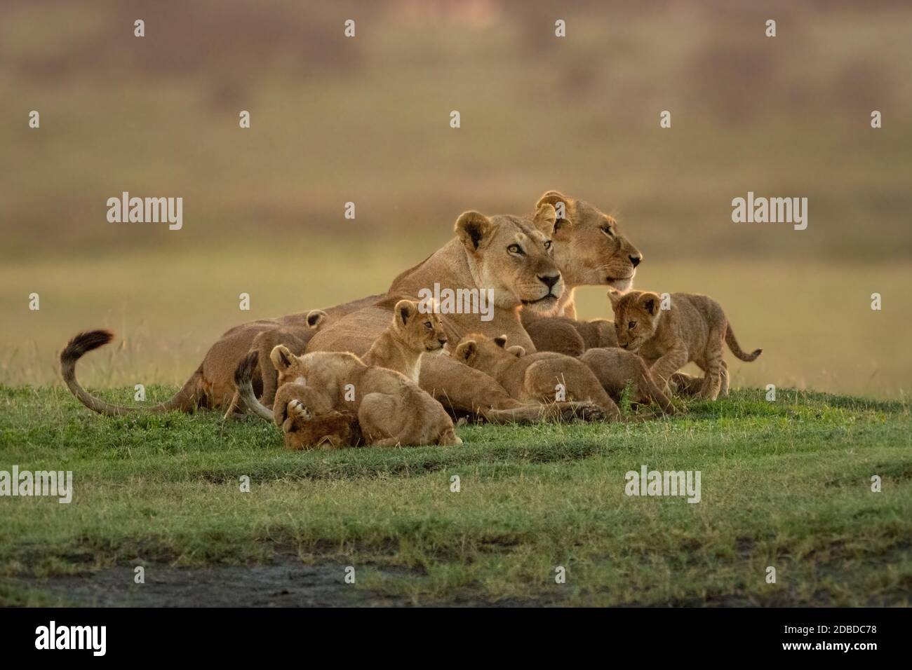 Two lionesses lie with cubs looking right Stock Photo