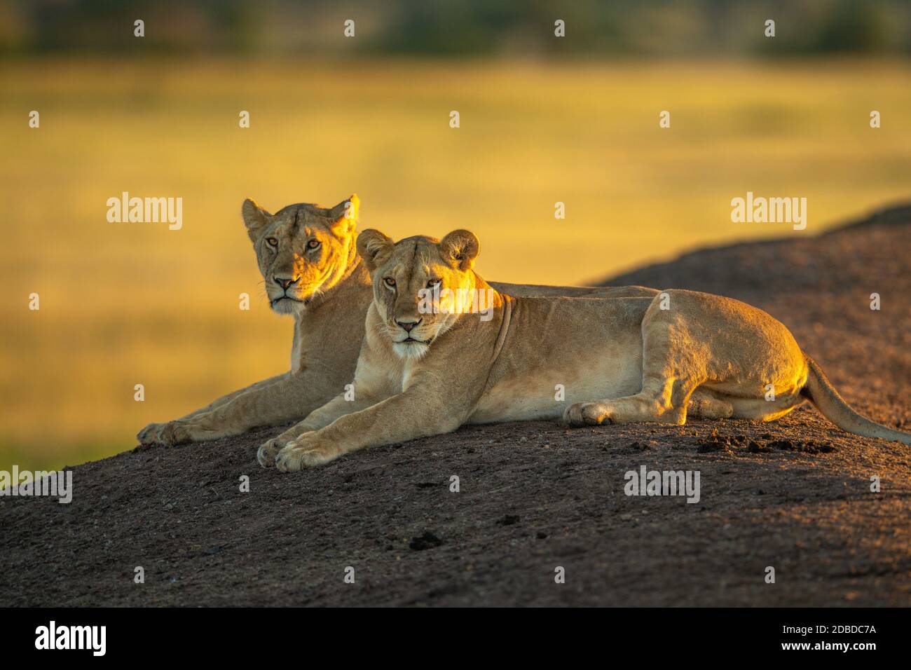 Two lionesses lie on bank at dawn Stock Photo