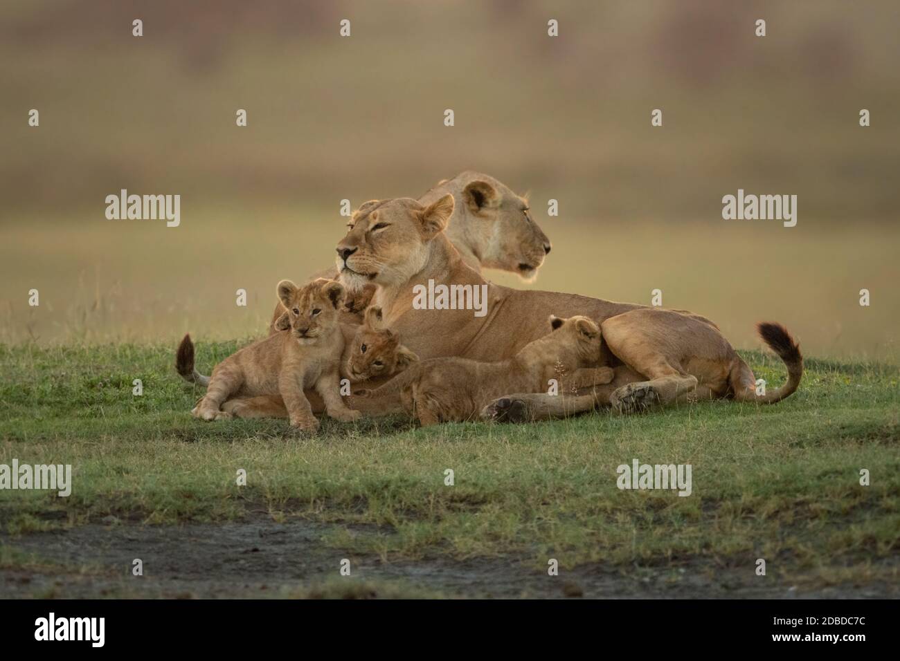 Two lionesses lie with cubs on grass Stock Photo