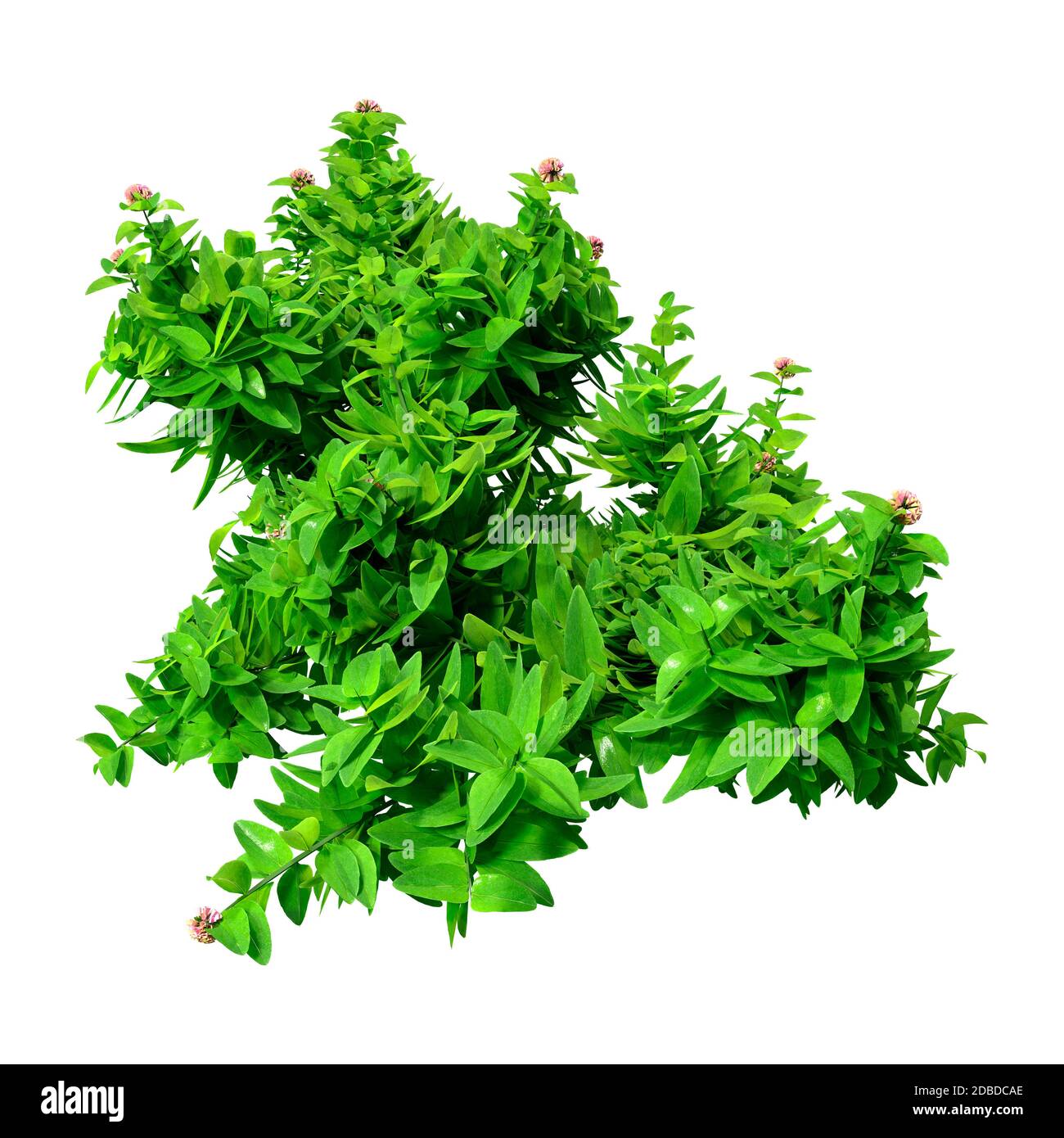 3D rendering of a green oregano plant isolated on white background