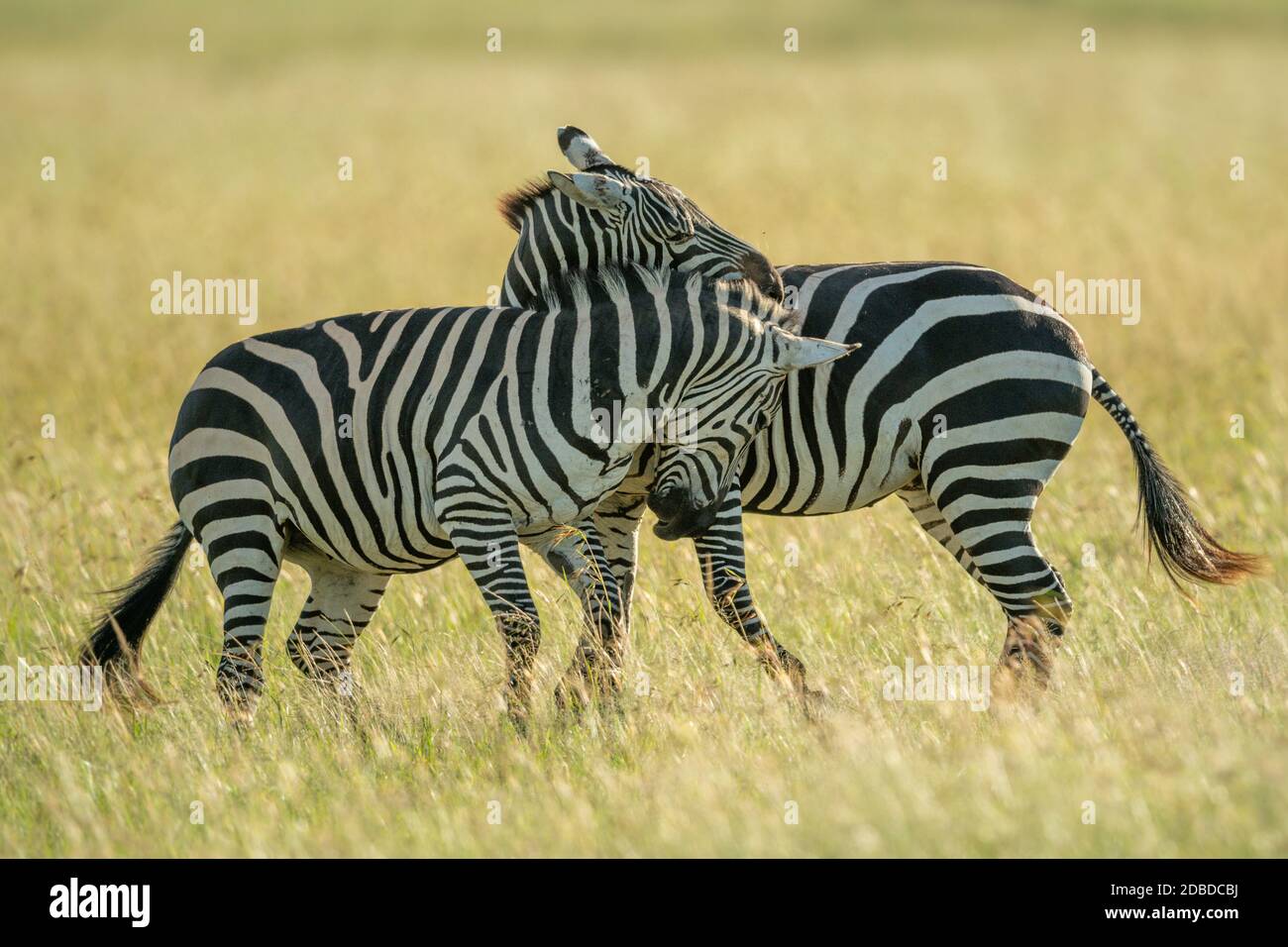 Two plains zebra play fighting in grass Stock Photo