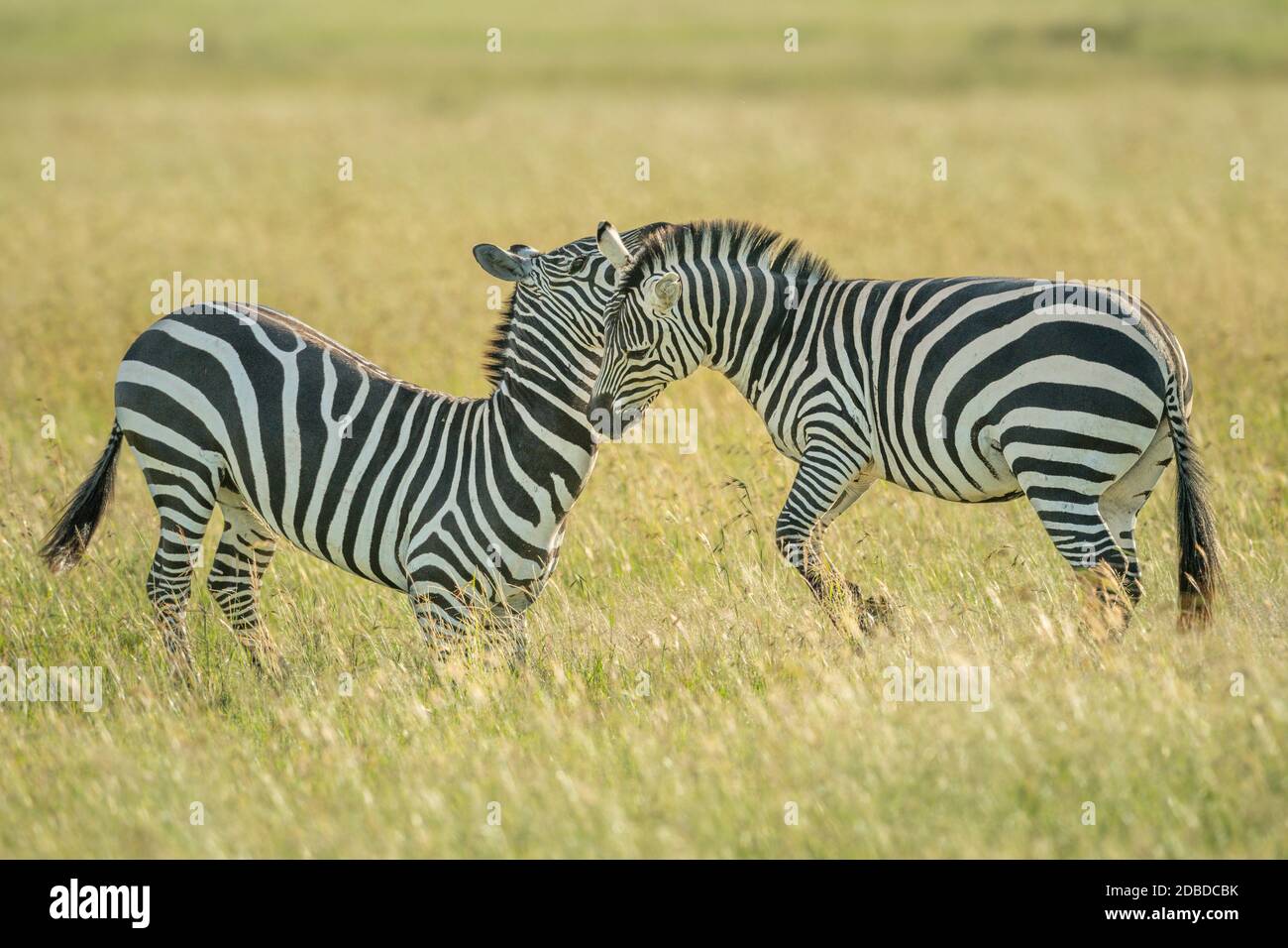 Two plains zebra fight in long grass Stock Photo
