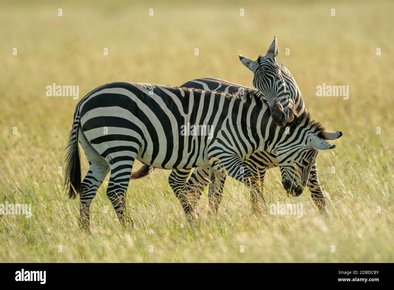 Two plains zebra fight in tall grass Stock Photo