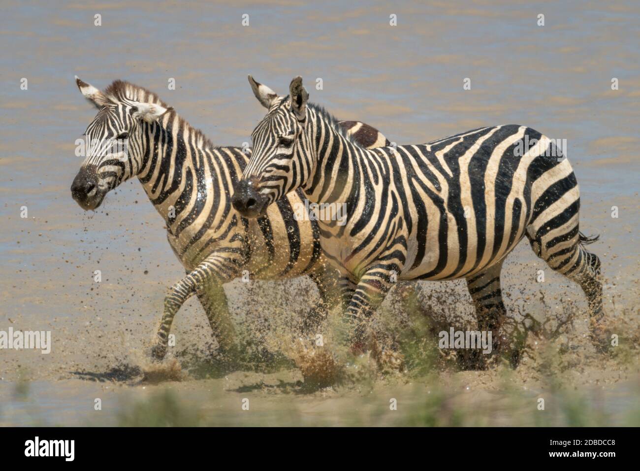 Two plains zebra trot side-by-side through lake Stock Photo